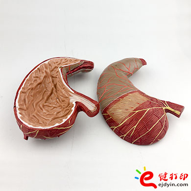 人體胃部復模手板