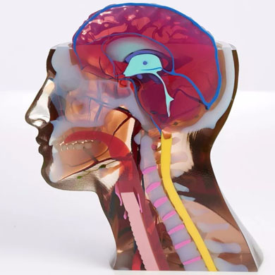 彩色3d打印人體器官醫學模型3